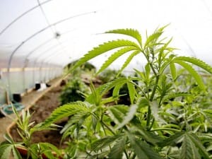 Recent marijuana legalization poll sets stage for intense debate