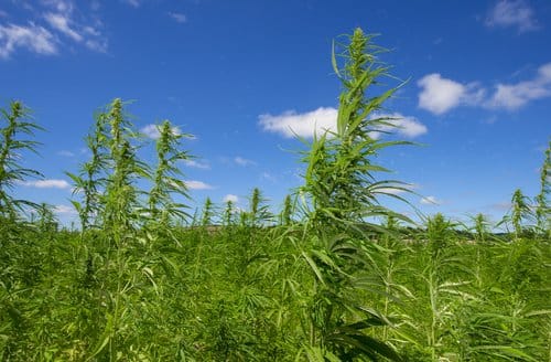 industrial hemp