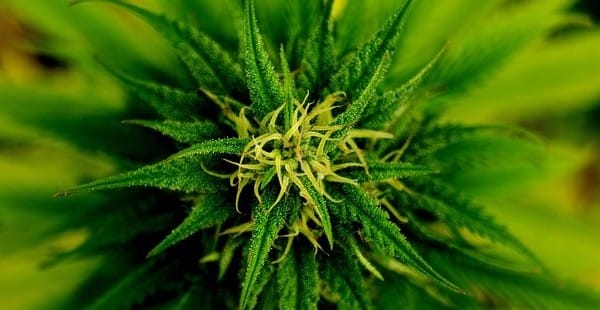 marijuana regulations Marijuana regulations