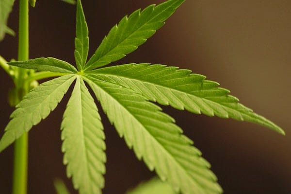 medical marijuana legislation